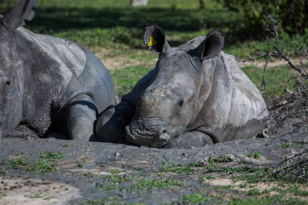 istock Zimbabwe: Southern White Rhinoceros 943775978