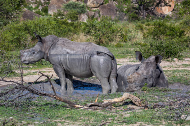 istock Zimbabwe: Southern White Rhinoceros 943776072