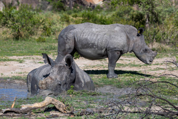 istock Zimbabwe: Southern White Rhinoceros 943776126