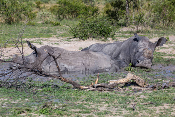 istock Zimbabwe: Southern White Rhinoceros 943776250