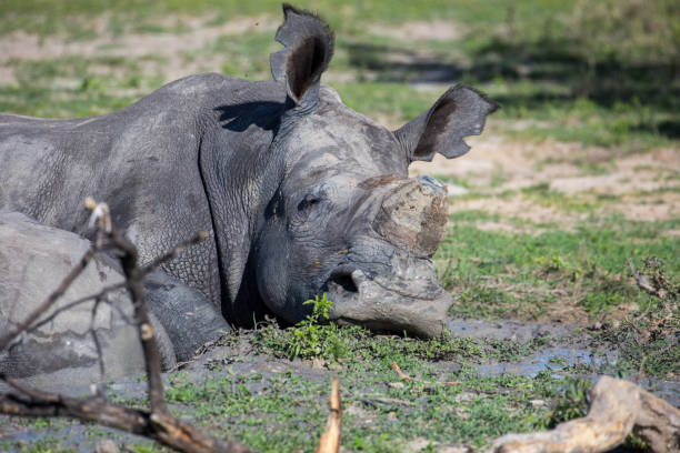 istock Zimbabwe: Southern White Rhinoceros 943776358