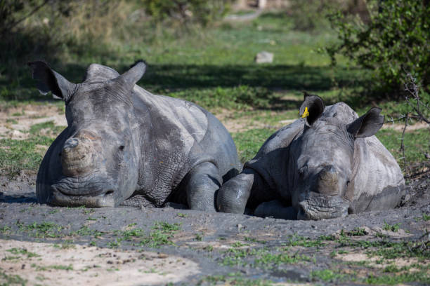 istock Zimbabwe: Southern White Rhinoceros 943776410