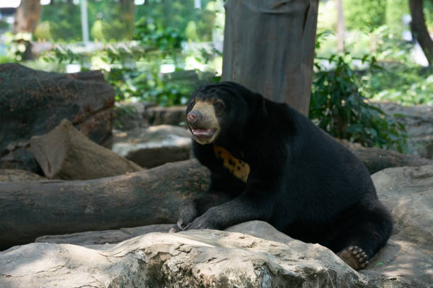 istock Black bear sit and lean and open mouth on rock 943776416