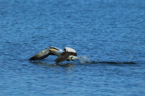istock Australasian Gannet, New Zealand 943776648