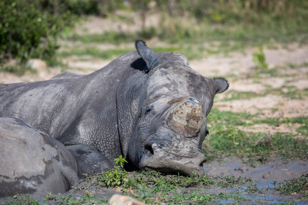 istock Zimbabwe: Southern White Rhinoceros 943776812