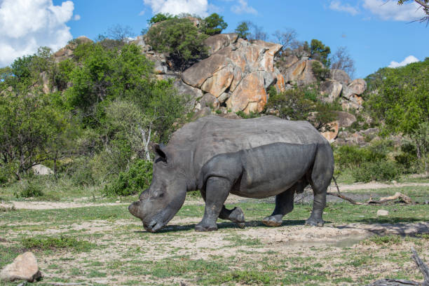 istock Zimbabwe: Southern White Rhinoceros 943776894