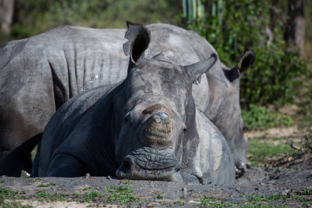 istock Zimbabwe: Southern White Rhinoceros 943778988