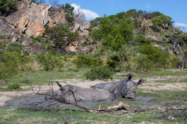 istock Zimbabwe: Southern White Rhinoceros 943779094