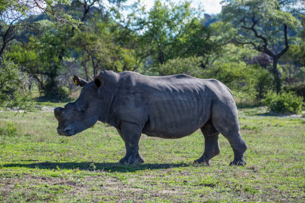 istock Zimbabwe: Southern White Rhinoceros 943779210