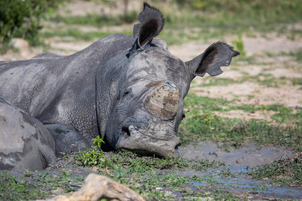 istock Zimbabwe: Southern White Rhinoceros 943779258