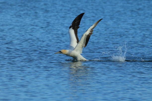istock Australasian Gannet, New Zealand 943779822