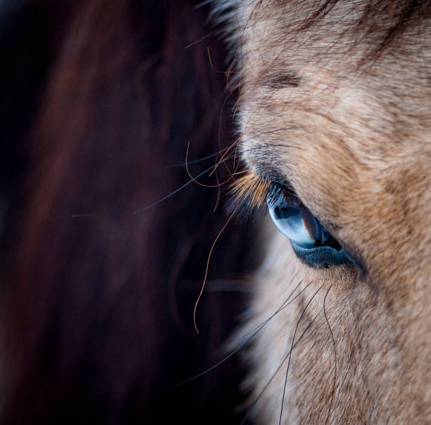 istock Blue eye of a horse 943780258