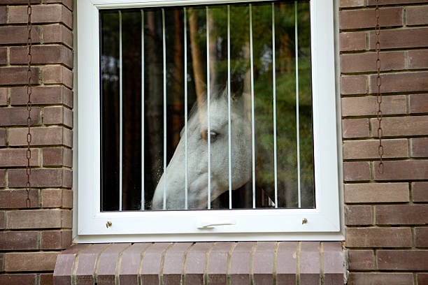istock White horse look through the window 94378151
