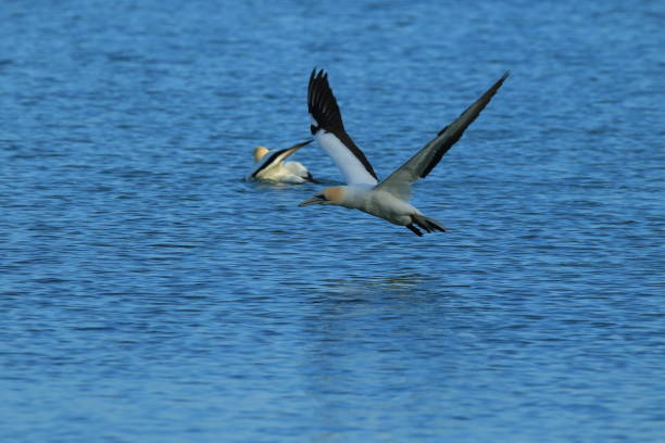 istock Australasian Gannet, New Zealand 943783402