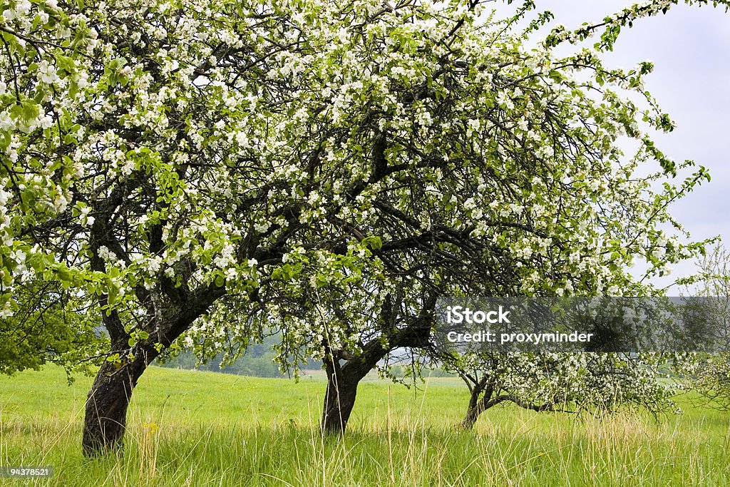 Flores de maçã - Foto de stock de Beleza royalty-free
