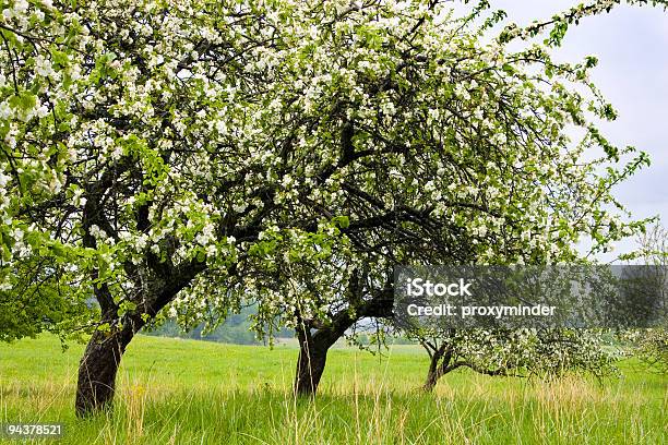 Foto de Flores De Maçã e mais fotos de stock de Beleza - Beleza, Beleza natural - Natureza, Botânica - Assunto