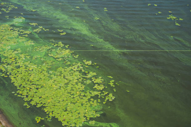 istock green water surface of river 943785868
