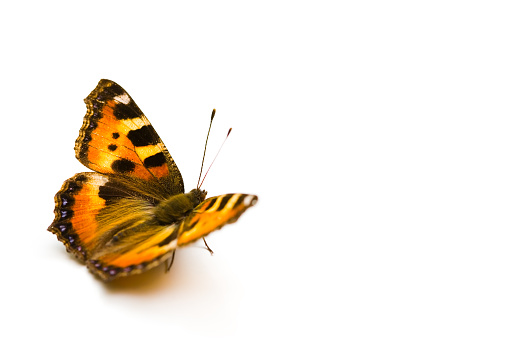 Small Tortoiseshell Butterfly (Aglais urticae) on white paper 