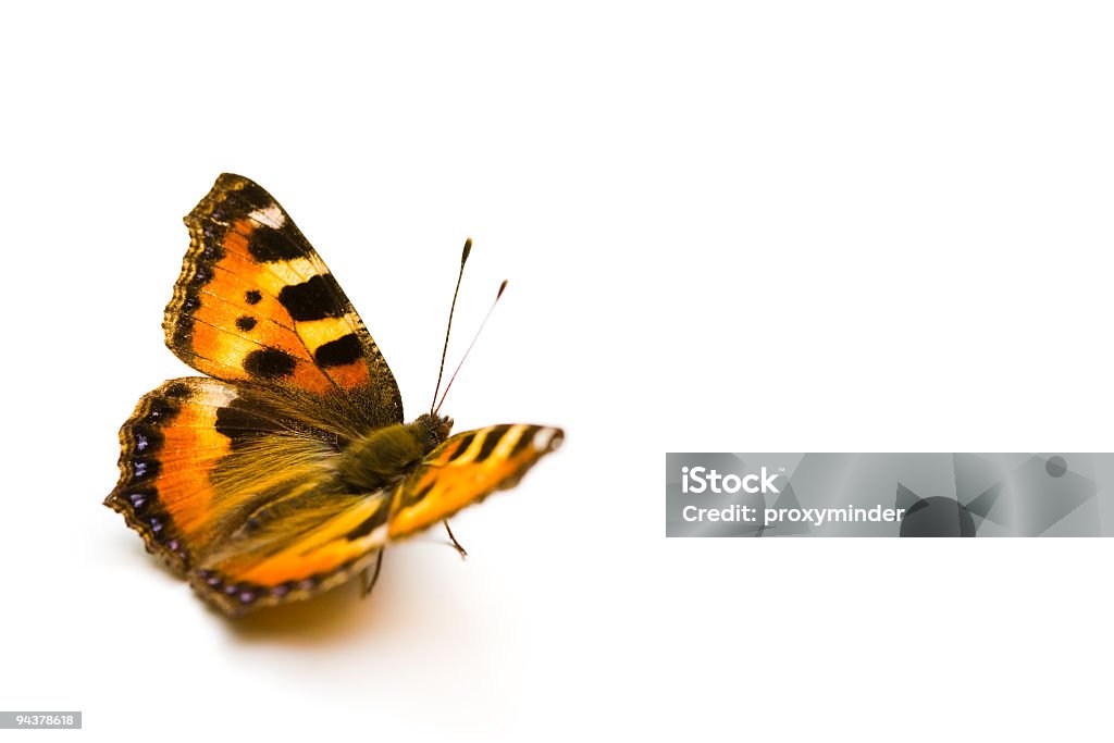 Borboleta - Foto de stock de Borboleta royalty-free