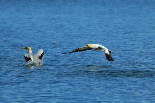 istock Australasian Gannet, New Zealand 943786932