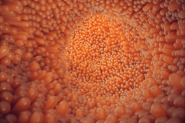 istock 3D illustration close-up Intestinal villi. Intestine lining. Microscopic villi and capillary. Human intestine. Concept of a healthy or diseased intestine. 943787362