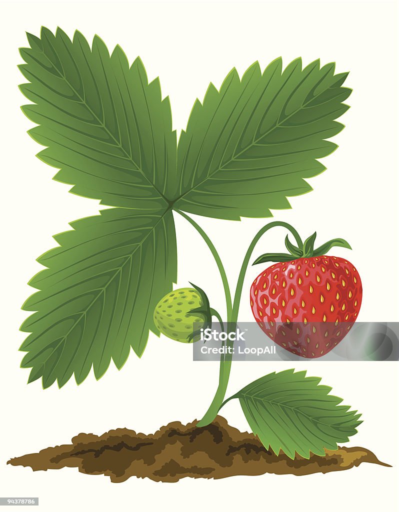Rote Erdbeere Früchte mit grünen leafs Vektor-illustration - Lizenzfrei Ast - Pflanzenbestandteil Vektorgrafik