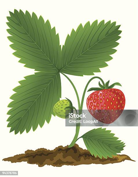 Rote Erdbeere Früchte Mit Grünen Leafs Vektorillustration Stock Vektor Art und mehr Bilder von Ast - Pflanzenbestandteil