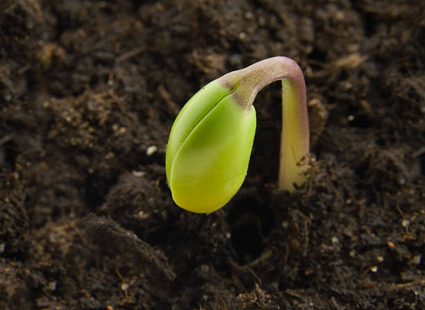 Small green spout in earth background stock photo