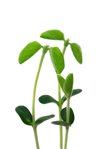 istock Young plants like a familiy 94378823