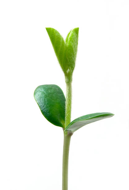 istock Small plant of soy 94378948