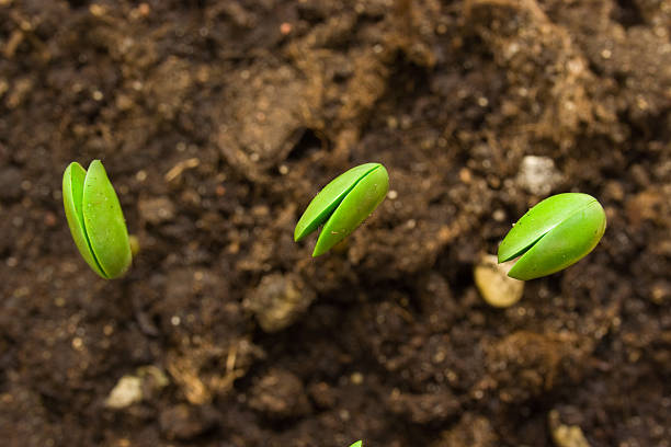 Three small plant of soy stock photo