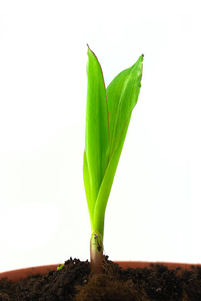 Single sprout of corn stock photo