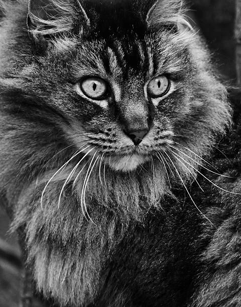 190+ Black And White Maine Coon Stock Photos, Pictures & Royalty-Free ...