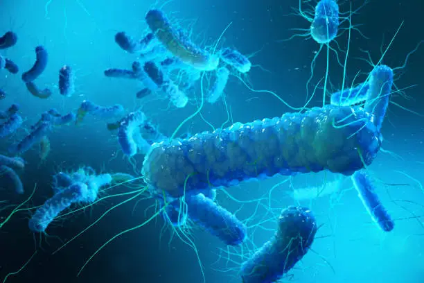 Photo of Enterobacterias Gram negativas Proteobacteria, bacteria such as salmonella, escherichia coli, yersinia pestis, klebsiella. 3D rendering.