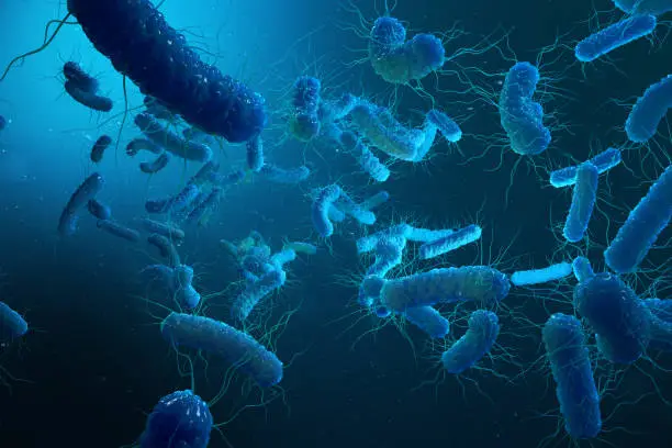 Photo of Enterobacterias Gram negativas Proteobacteria, bacteria such as salmonella, escherichia coli, yersinia pestis, klebsiella. 3D illustration.