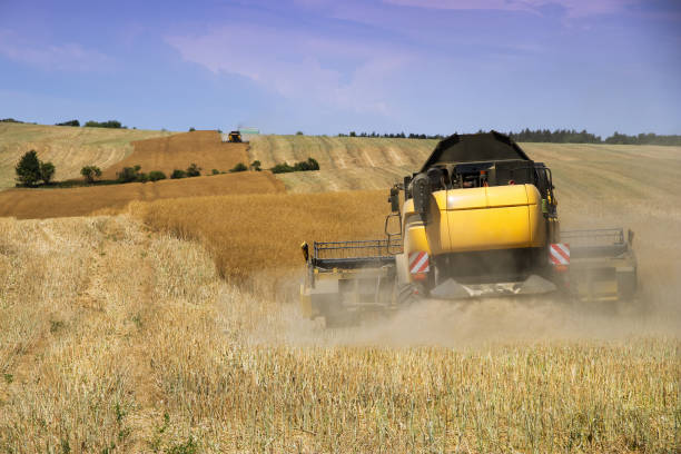 istock Combine harvester working on harvest of rapeseed field 943791938