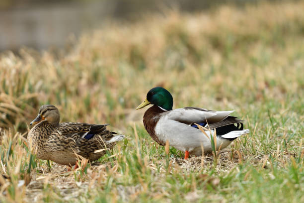 istock duck sitting in the nest on the grass at river 943792120