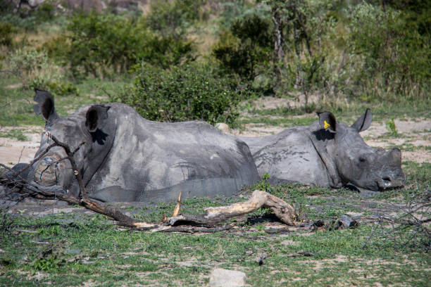 istock Zimbabwe: Southern White Rhinoceros 943792696