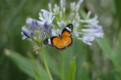 butterfly on the flower in spring