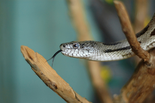 A corn snake close up. So close. Looking to the camera. Black color. On the drinking place. Close up.