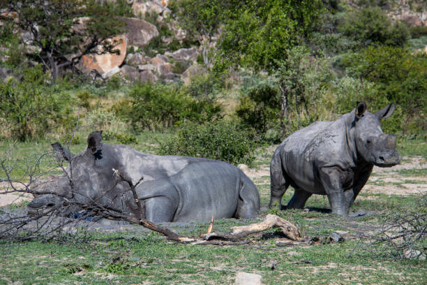 istock Zimbabwe: Southern White Rhinoceros 943797070