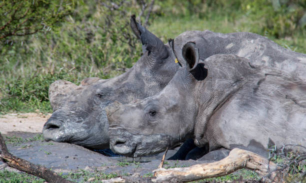 istock Zimbabwe: Southern White Rhinoceros 943797180
