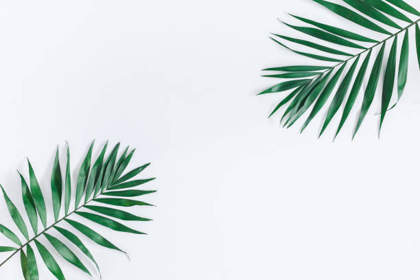 istock Green tropical leaves on gray background. Flat lay, top view 943797196