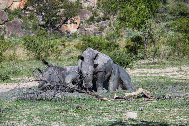 istock Zimbabwe: Southern White Rhinoceros 943797288