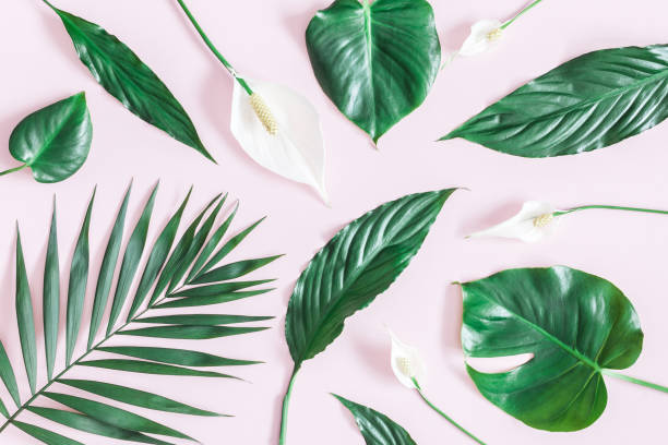 istock Green tropical leaves and white flowers. Flat lay, top view 943797544
