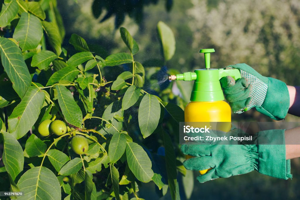 Using pesticide against pests on walnut tree Woman with gloves spraying a leaves of fruit tree against plant diseases. Adult Stock Photo