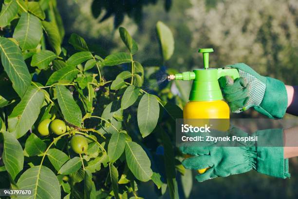 Using Pesticide Against Pests On Walnut Tree Stock Photo - Download Image Now - Adult, Adults Only, Aerosol Can