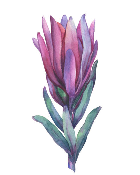 ilustrações de stock, clip art, desenhos animados e ícones de blossoming tropical pink flower protea (sunset safari, sugarbush, leucadendron, ). floral art. close up. hand drawn watercolor painting illustration isolated on a white background. - sugarbush