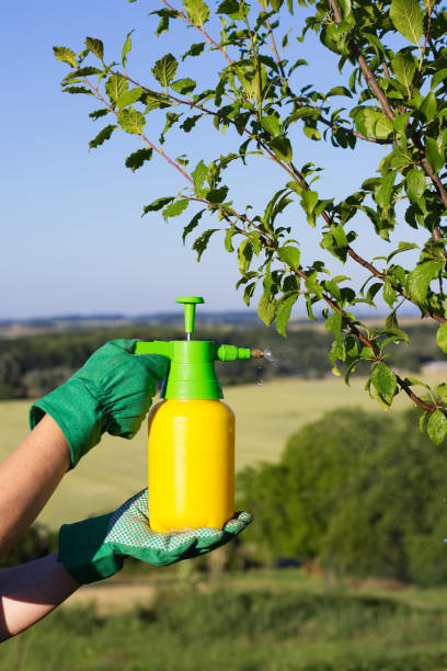 istock Hand with gloves spraying a leaves of fruit tree against plant diseases and pests 943797708