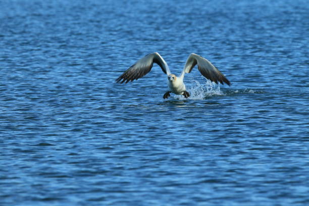 istock Australasian Gannet, New Zealand 943797728